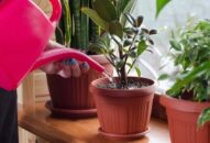 Cách chăm cây trong nhà