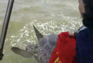 Hải Phòng: Thả rùa quý hiếm nặng 25kg về môi trường tự nhiên