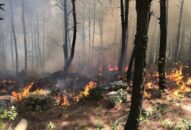 Quận Đồ Sơn: 3 vụ cháy liên tiếp thiêu rụi khoảng 9000 m2 thảm thực vật