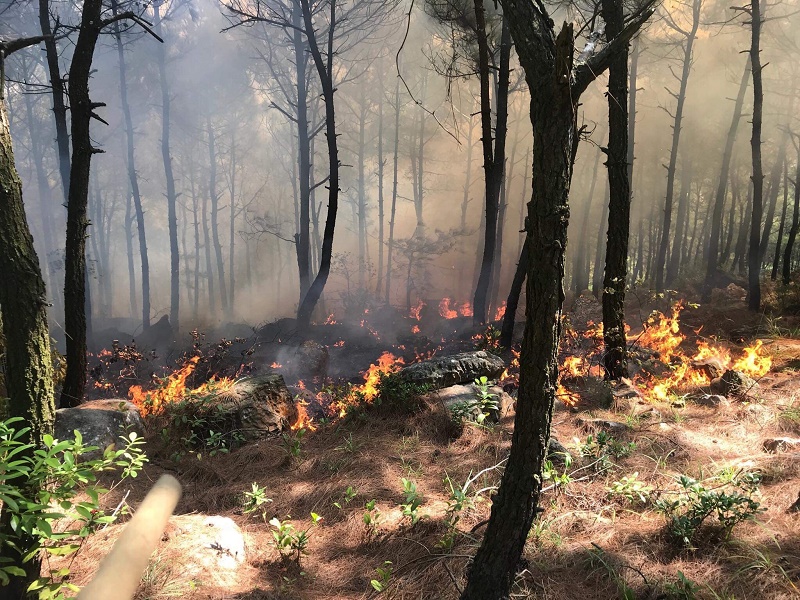 Vụ cháy xảy ra trên diện rộng, thiêu rụi khoảng 9.000 m2 thảm thực vật