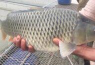 Nuôi cá chép thịt ăn giòn như tràng lợn, bán chạy như tôm tươi