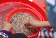 Hưởng “lộc trời”, người dân săn rươi thu trăm triệu mỗi ngày