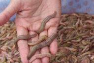 Cận cảnh bắt rươi tại cánh đồng nước lợ siêu khổng lồ ở Hải Phòng