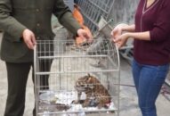 Xử phạt 2 doanh nghiệp vi phạm quy định về quản lý hồ sơ lâm sản