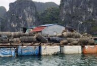 Cắt giảm 5 giàn bè phát sinh mới tại xã Trân Châu (Cát Hải)