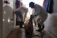 Dịch tả lợn Châu Phi giảm mạnh