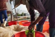 “Rồng đất” xuất hiện nhiều, nông dân Hải Phòng thu nhập khủng