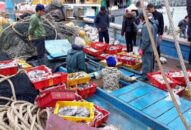 Cấp giấy chứng nhận đủ điều kiện ATTP cho 12 tàu và bến cá số 1 Cảng cá Ngọc Hải