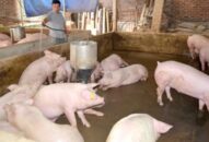 Dư nợ cho vay chăn nuôi lợn đạt 621,87 tỷ đồng
