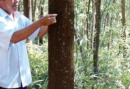 Lạ ở Hải Phòng: Vợ chồng sắp cưới góp cây, xây vườn hạnh phúc