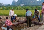 Tổ chức Hội nghị “Báo cáo kết quả khai quật di tích bãi cọc Cao Quỳ, xã Liên Khê, huyện Thủy Nguyên, thành phố Hải Phòng”