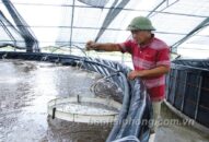 Phòng, chống rét cho thủy sản nuôi: Đôn đốc thực hiện hướng dẫn