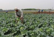 Huyện Kiến Thụy triển khai trồng hơn 320 ha cây rau màu vụ đông