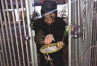 Đóng giả nhóm người mặt đen cầm đầu gà để “câu like” sẽ xử lý thế nào?