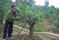 Hội Nông dân thành phố đẩy mạnh giải ngân các dự án vay vốn “Quỹ hỗ trợ nông dân”