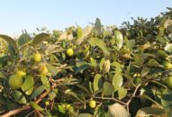 Chủ vườn táo Bàng La tiết lộ bí quyết kiếm cả trăm triệu đồng mỗi vụ