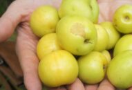 Đồ Sơn: Biến táo dại thành táo lai, quả sai như nho, thu 60 tỷ/năm