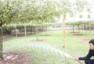 Diện tích trồng táo Bàng La tăng 15ha