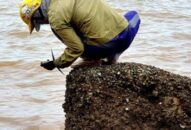 Rét căm căm, hứng gió biển gõ hà béo mập, 1 ngày ra vài trăm ngàn