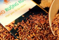 Trồng lúa trên ruộng rươi ra thứ gạo sạch, “chất như nước cất”