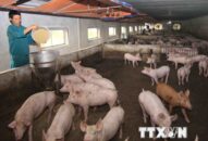 Hưng Yên, Hải Dương và Thái Bình đã hết dịch tả lợn châu Phi
