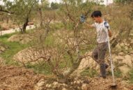 “Nóng” từng ngày dịch vụ cho thuê đào Tết ở Hải Phòng