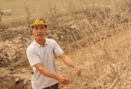 Nông dân xót xa nhìn vườn đào Tết… “chết trắng”