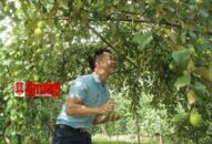 Ngọt thơm táo “muối” Bàng La