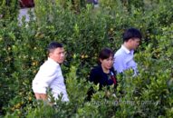 Náo nức vùng hoa, cây cảnh