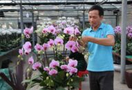 Chuyện người trồng lan chăm hoa nở