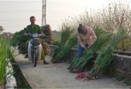 Làng hoa Tết vào mùa…