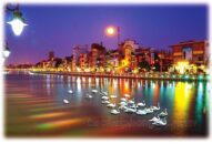 Xuân về thành phố thiên nga