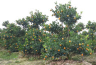 Quất cảnh dáng “tự do” ở Hải Phòng được giá trước tết