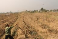 Người dân phản đối phương án giải quyết vườn đào “chết trắng”