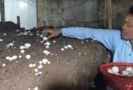 Hải Phòng: Trồng la liệt các loại nấm ngon, thu cả tỷ bạc mỗi năm