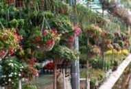 Khởi động thị trường hoa Tết