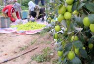 Phường Bàng La, quận Đồ Sơn: Dự kiến cung cấp hơn 3.000 tấn táo ra thị trường