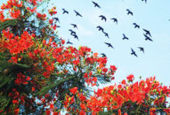 Trong tôi có một Hải Phòng