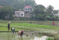 Gieo cấy lúa xuân: Đẩy nhanh tiến độ, bảo đảm khung thời vụ