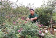 Thôn Kiều Trung trồng hoa hồng cổ