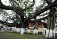 Bảo vệ cây di sản: Chưa rõ cơ chế, kinh phí bảo tồn