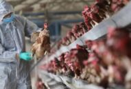 Thủ tướng: Chủ động phòng, chống dịch cúm A H5N1