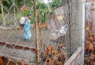 Triển khai quyết liệt, đồng bộ các giải pháp phòng chống bệnh cúm gia cầm