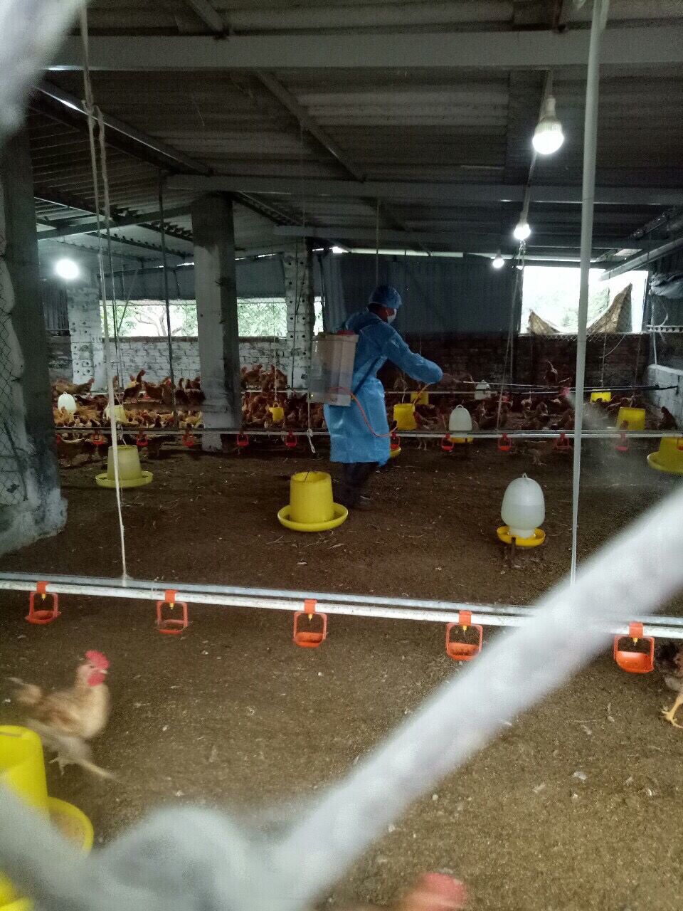 Phun thuốc khử trùng toàn bộ khu vực chăn nuôi, nơi chăn thả và khu vực xung quanh 1 lần/tuần