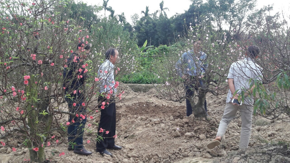 Nghề trồng đào cảnh tại xã Đặng Cương nổi tiếng tại Hải Phòng Nghề trồng đào cảnh tại xã Đặng Cương nổi tiếng tại Hải Phòng