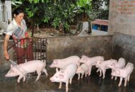 Tập trung phòng, chống dịch cúm gia cầm A/H5N6