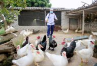 Quảng Ninh, Hải Phòng chủ động phòng chống dịch cúm gia cầm