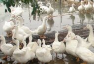 Hải Phòng xuất hiện dịch cúm gia cầm A/H5N6