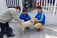 Toàn thành phố triển khai tiêm vắc xin phòng bệnh Dại cho đàn chó, mèo nuôi trên địa bàn
