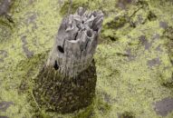 Phát hiện thêm 2 cọc gỗ ở bãi cọc ở Hải Phòng